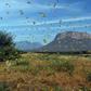 Ancient evil: Swarms of locusts can strip a field in a matter of hours
