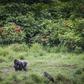 There are fears that the coronavirus could be spread from humans to gorillas in Gabon's parks
