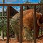 Mara the elephant arrives at the Elephant Sactuary in Mato Grosso state in Brazil after a four-day journey from Buenos Aires, Argentina