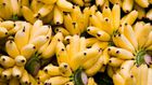 Dr. Pimple Popper Squeezed a 'Mashed Banana' Cyst