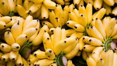 Dr. Pimple Popper Squeezed a 'Mashed Banana' Cyst