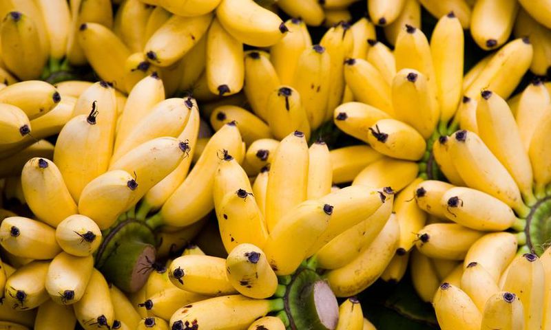 Dr. Pimple Popper Squeezed a 'Mashed Banana' Cyst