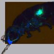 Scientists focused on collembolan Cryptopygus antarcticus -- small organisms commonly known as springtails
