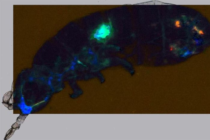 Scientists focused on collembolan Cryptopygus antarcticus -- small organisms commonly known as springtails