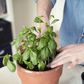 How to Grow, Store, and Eat Fresh Basil