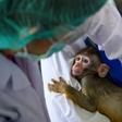 The testing phase on the macaque monkeys came after trials on mice were successful, researchers said