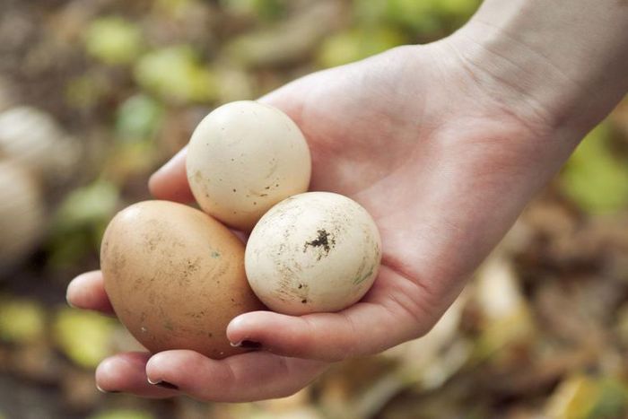 Watch Dr. P Squeeze An 'Egg' Scalp Cyst