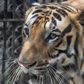 A tiger is pictured at a zoo in India in April 2020