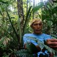 Valdiney Satere, a leader of the Satere Mawe indigenous tribe, gathers caferana, a plant used in medicinal remedies in Brazil's Amazon region
