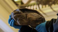 The fossil that had long baffled scientists is in fact the largest soft-shelled egg ever found, laid some 68 million years ago, possibly by a type of extinct sea snake or lizard
