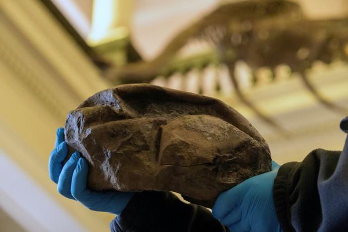 The fossil that had long baffled scientists is in fact the largest soft-shelled egg ever found, laid some 68 million years ago, possibly by a type of extinct sea snake or lizard