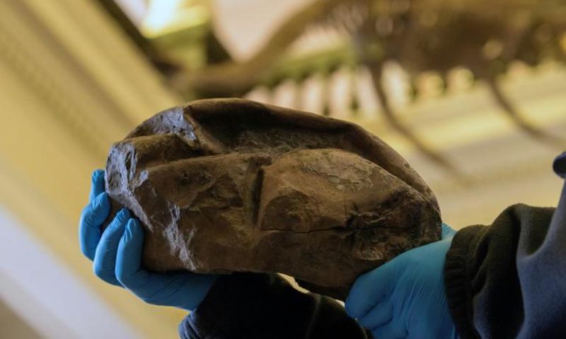 The fossil that had long baffled scientists is in fact the largest soft-shelled egg ever found, laid some 68 million years ago, possibly by a type of extinct sea snake or lizard