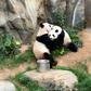 Like half the planet, Ying Ying and Le Le have only really had each other for company since coronavirus-caused lockdowns shut off the flow of guests to their themepark pad