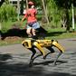 The hi-tech hound is remote-controlled and can clamber easily over all types of terrain