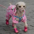 It's a dog's life in Cyprus where man's best friend can be taken out for walks each day while the movement of children are more restricted amid the coronavirus pandemic