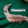 The fossilized jaw of an Overoraptor chimentoi, a new species of dinosaur discovered in Argentine Patagonia
