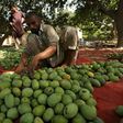 A labourer sorts mangoes before packing them into boxes at a farm in Multan, Pakistan