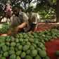 A labourer sorts mangoes before packing them into boxes at a farm in Multan, Pakistan
