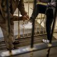 Confined: A guard locks ankle chains on a prisoner at Johannesburg's Sun City Prison