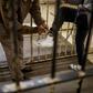Confined: A guard locks ankle chains on a prisoner at Johannesburg's Sun City Prison