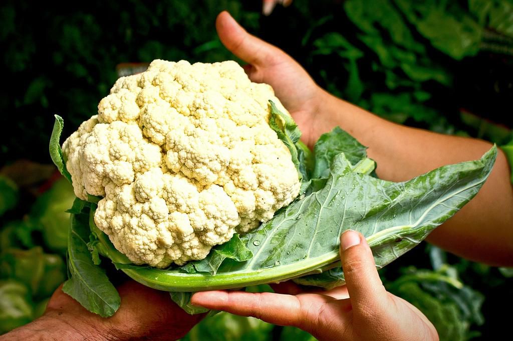Cropped Hands Holding Cauliflower