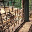 A worker looks at a bengal tiger in Culiacan zoo, Mexico, after it was handed over by its previous owner