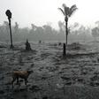 In this file photo taken on August 26, 2019 Brazilian farmer Helio Lombardo Do Santos and a dog walk through a burnt area of the Amazon rainforest, near Porto Velho, Rondonia state, Brazil