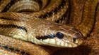 What Does New Coronavirus Have To Do With Snakes?