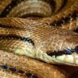 What Does New Coronavirus Have To Do With Snakes?