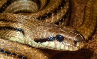What Does New Coronavirus Have To Do With Snakes?