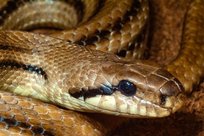 What Does New Coronavirus Have To Do With Snakes?