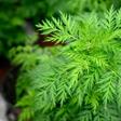 The plant taking Africa by storm originated in China