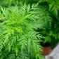 The plant taking Africa by storm originated in China