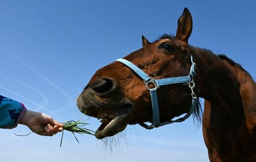 "A stranger stroked my horse, could he have infected it?" one caller asked France's police emergency line