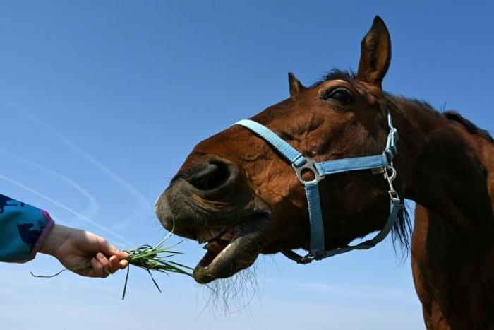 "A stranger stroked my horse, could he have infected it?" one caller asked France's police emergency line