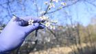 Is it Seasonal Allergies or COVID-19?