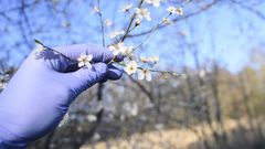 Is it Seasonal Allergies or COVID-19?