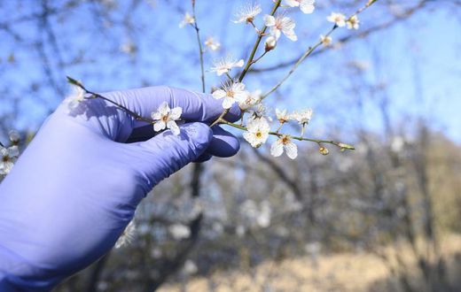 Is it Seasonal Allergies or COVID-19?