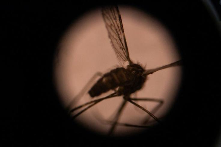 Sub-Saharan Africa accounts for nearly 95 percent of all the world's malaria cases and deaths