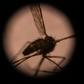 Sub-Saharan Africa accounts for nearly 95 percent of all the world's malaria cases and deaths