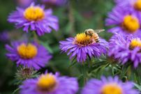The 20 Best Perennials To Add Some Life And Color To Your Home Garden