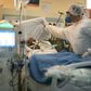 A nurse assists a COVID-19 patient at the Oceanico de Niteroi in Rio de Janeiro June 22, 2020