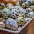 Dr. Pimple Popper Cracks a 'Quail Egg' Cyst