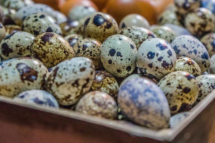 Dr. Pimple Popper Cracks a 'Quail Egg' Cyst