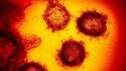 How Coronavirus Actually Behaves Inside Your Body