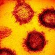 How Coronavirus Actually Behaves Inside Your Body