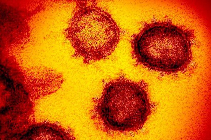 How Coronavirus Actually Behaves Inside Your Body
