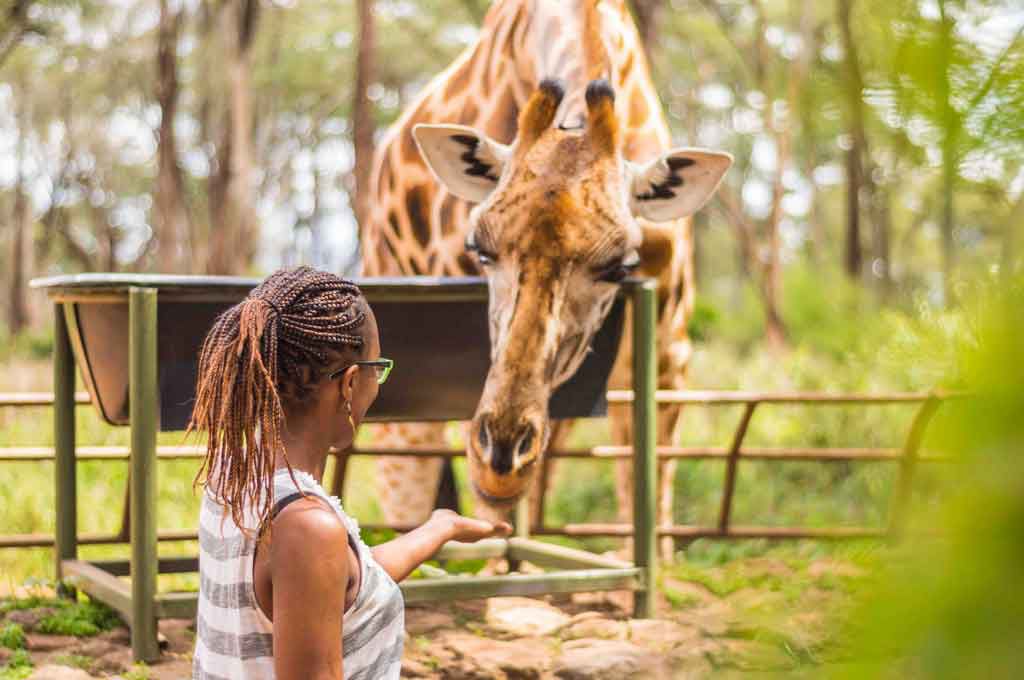 A person feeding giraffes
