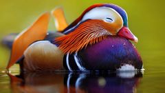 The most beautiful animals on earth