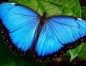 Morpho Butterfly [Amazonrivercruises]